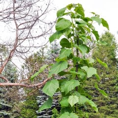Tüplü Dünya'nın En Hızlı Büyüyen Ağacı Pavlonya Fidanı