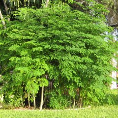 Tüplü Mucizevi Bitki Moringa Ağacı Fidanı