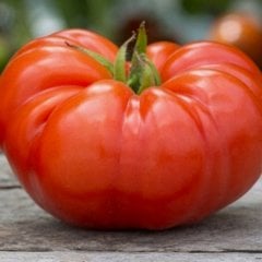 Kokulu Oturak Domates Fidesi-5 Adet