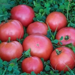 Yemesi Çok Güzel Pembe Köy Domates Fidesi-5 Adet