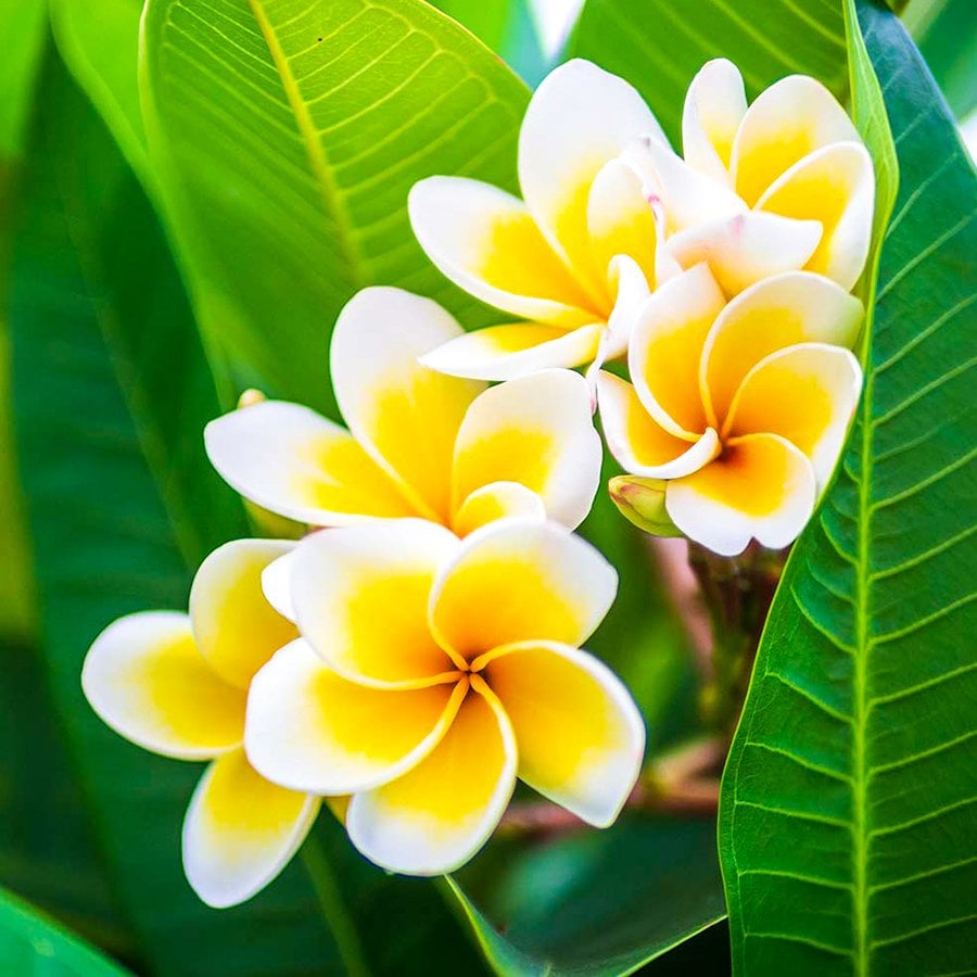 Saksılı Hint Mabet Ağacı Plumeria Alba Fidanı