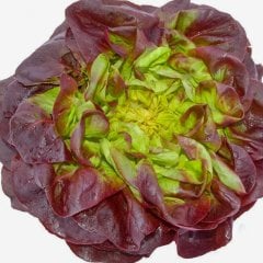 Gösterişli Lezzetli Kırmızı Kıvırcık Marul Fidesi-5 Adet