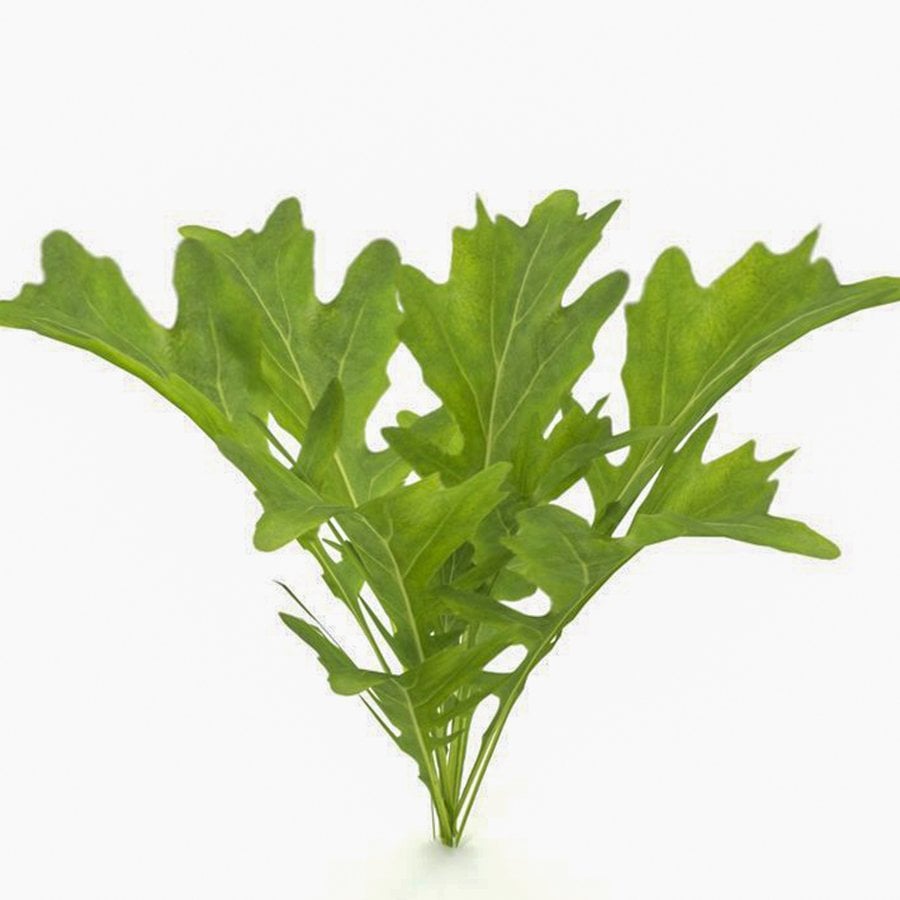 Vitamin Değeri Yüksek Roka Otu Fidesi-5 Adet