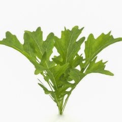 Vitamin Değeri Yüksek Roka Otu Fidesi-5 Adet