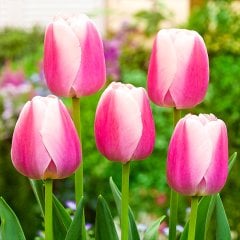 Pembe Lale Soğanı Fidesi