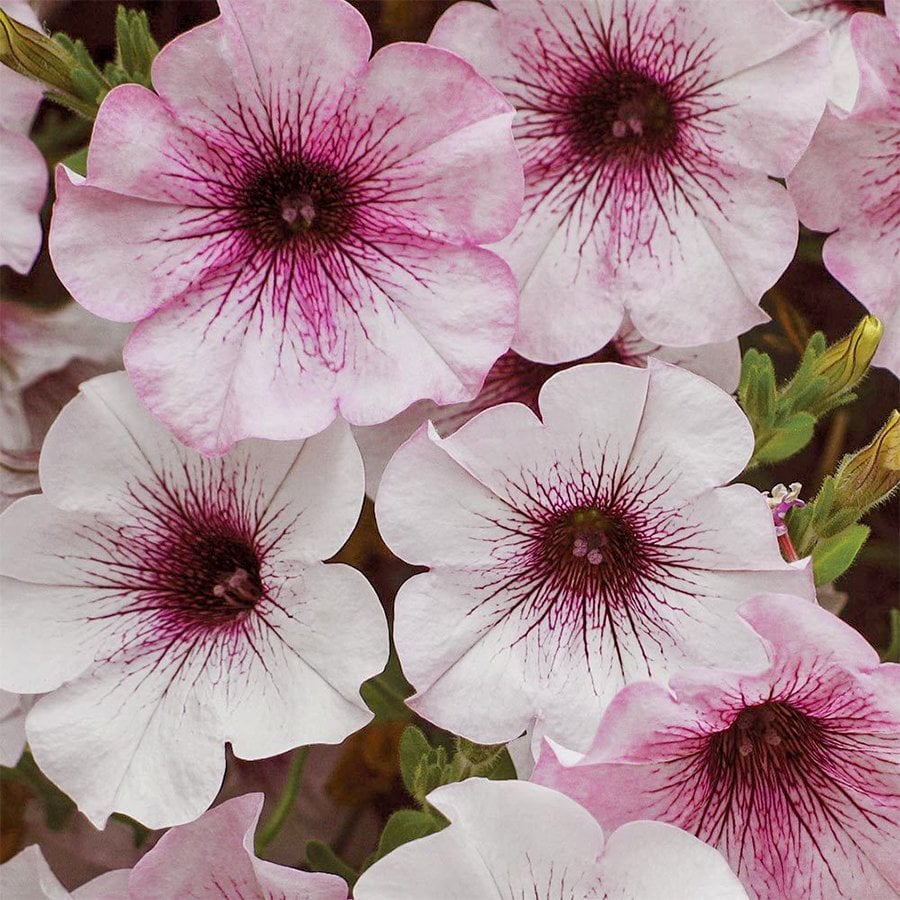 Yayılıcı Sarkıcı Patio Lavender Vein Petunya Çiçeği Fidesi-3 Adet
