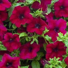 Yayılıcı Şarap Kırmızı Burgandy Petunya Çiçeği Fidesi-3 Adet