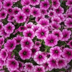 Yayılıcı Sarkıcı Patia Rose Pembe Petunya Çiçeği Fidesi-3 Adet