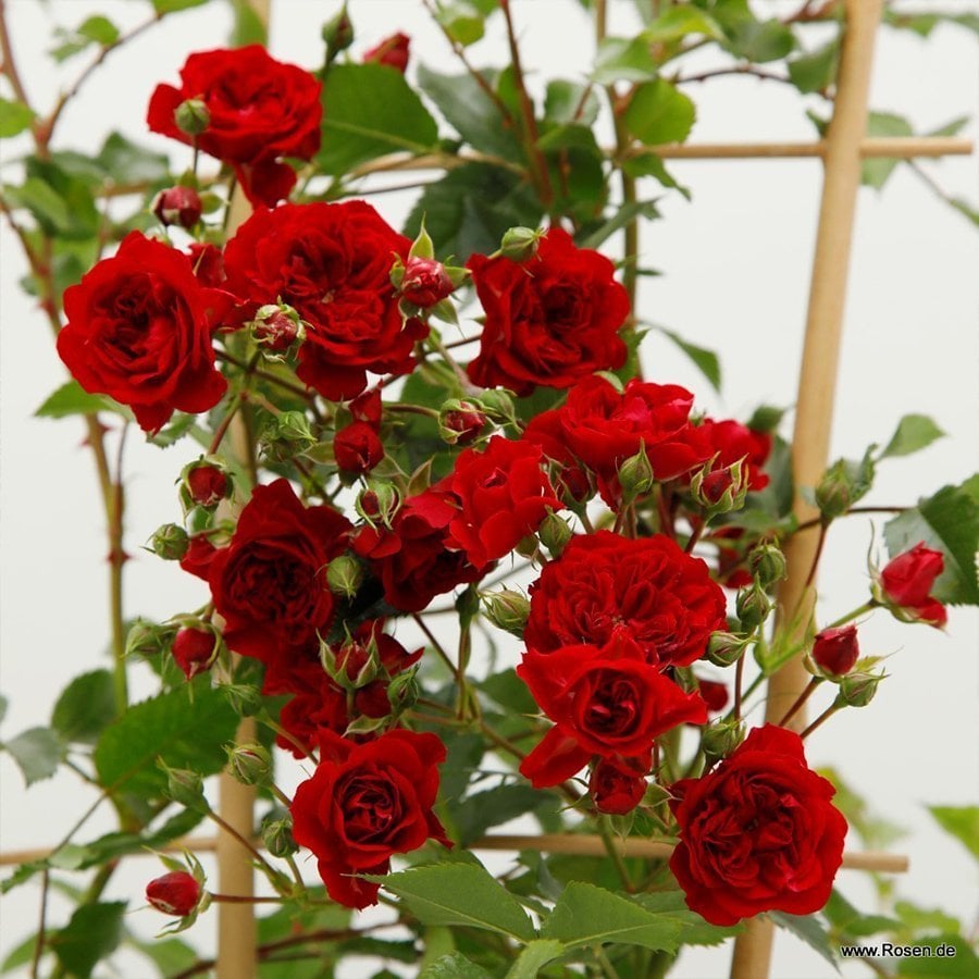 Tüplü Crimson Siluetta Sarmaşık Gül Fidanı