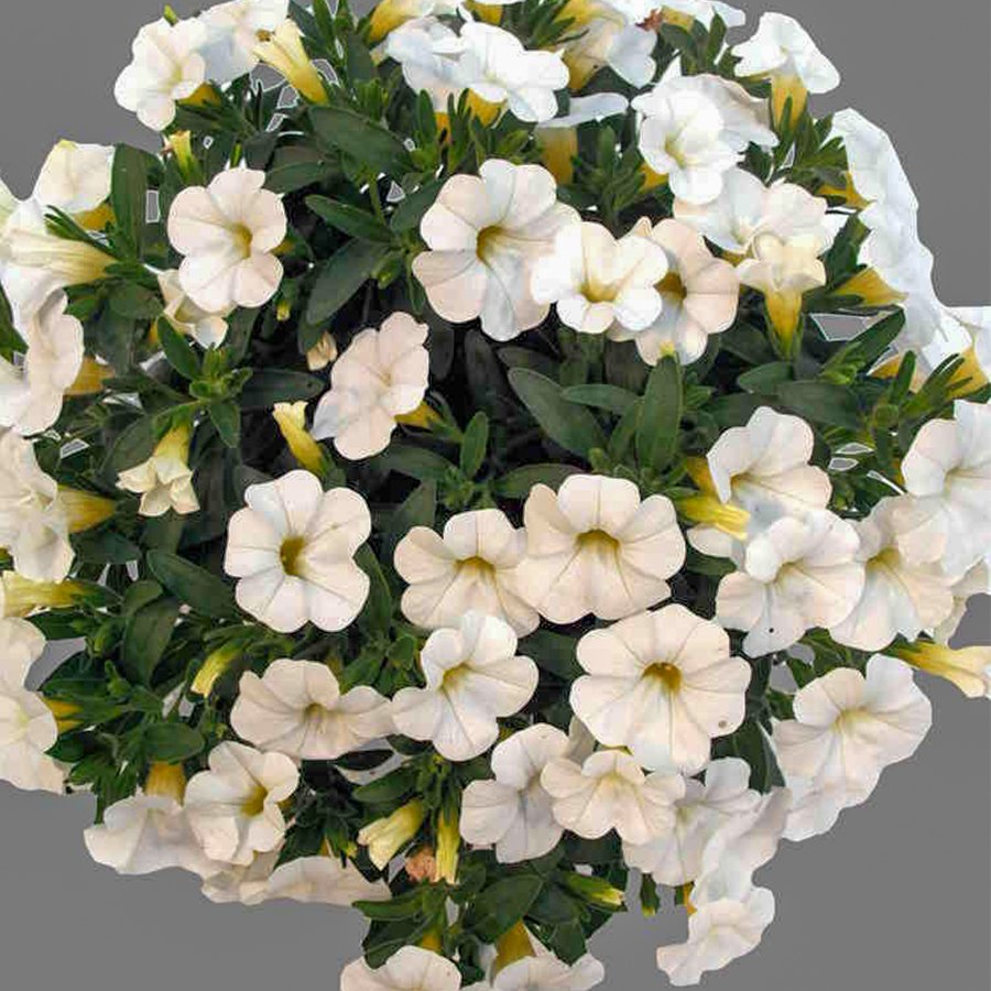 Calibrachoa Calipetite Beyaz Milyon Çanlar Çiçeği Fidesi-3 Adet