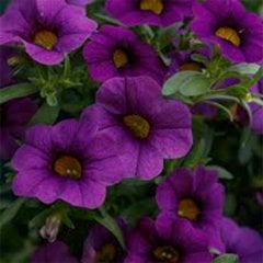 Calibrachoa Koyu Mavi Milyon Çanlar Çiçeği Fidesi-3 Adet
