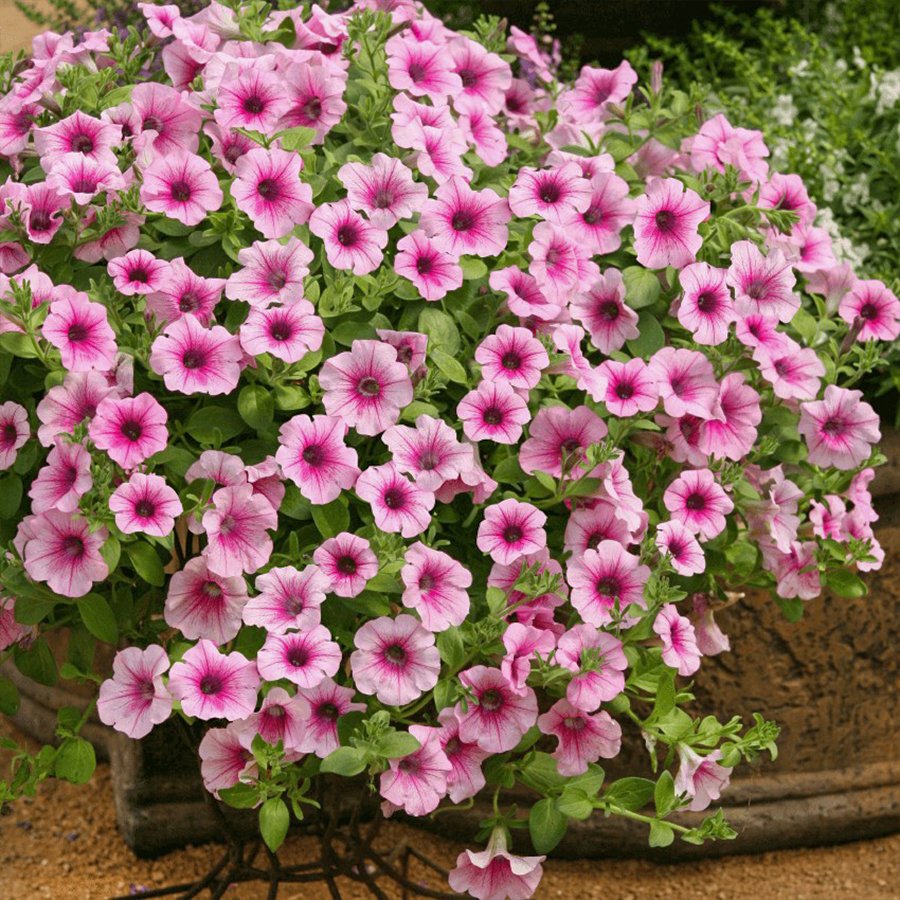 Calibrachoa Pembe Beyaz Milyon Çanlar Çiçeği Fidesi-3 Adet