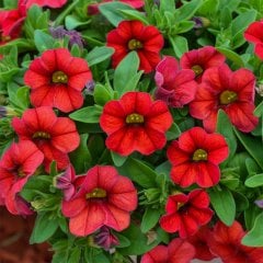 Calibrachoa Kırmızı Milyon Çanlar Çiçeği Fidesi-3 Adet