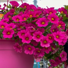 Calibrachoa Rose Pembe Çanlar Çiçeği Fidesi-3 Adet