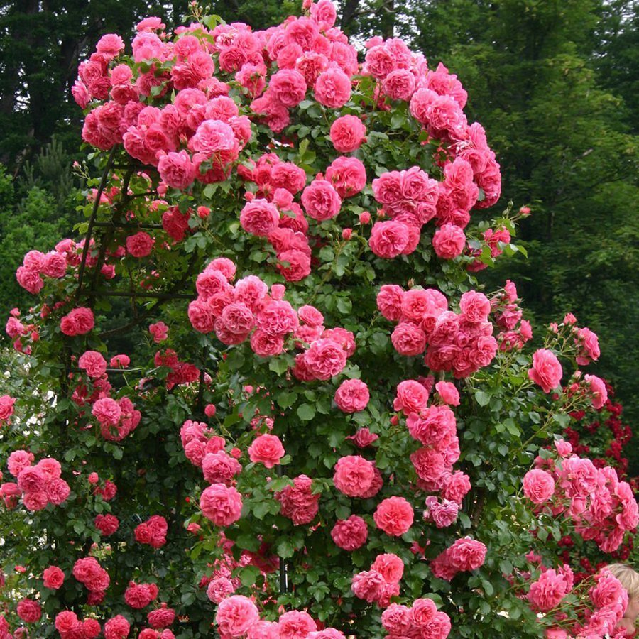 Tüplü Rosarium Uetersen Sarmaşık Gül Fidanı