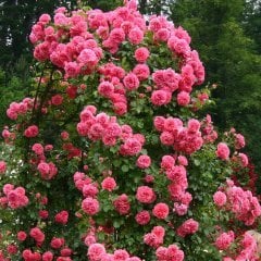 Tüplü Rosarium Uetersen Sarmaşık Gül Fidanı