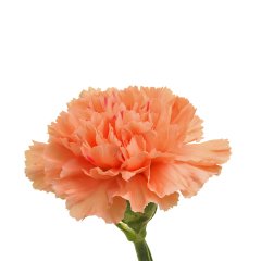 Kokulu Orange Turuncu Katmerli Karanfil Çiçeği Fidesi-3 Adet