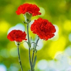 Kokulu Scarlet Kırmızı Katmerli Karanfil Çiçeği Fidesi-3 Adet