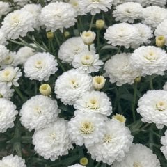 Double White Beyaz Çeşme Papatyası Çiçeği Fidesi-3 Adet