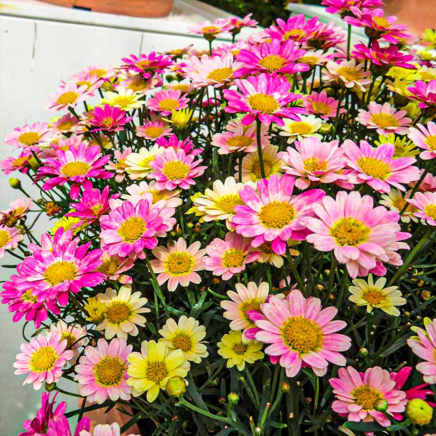 Lemon Pink Sarı Pembe Çeşme Papatyası Çiçeği Fidesi-3 Adet
