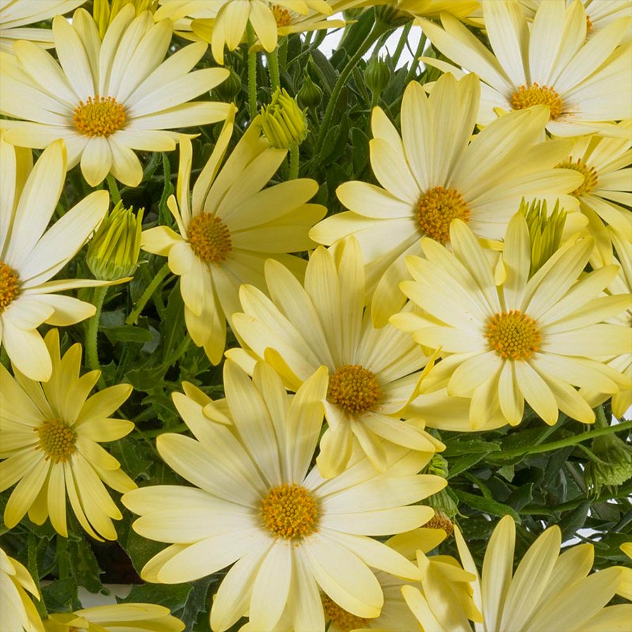 Osteospermum Basket Lemon Sarı Bodrum Papatyası Çiçeği Fidesi-3 Adet