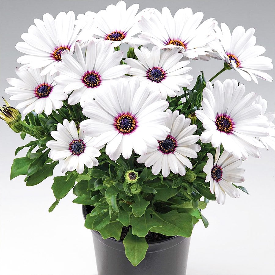 Osteospermum Basket Pure White Bodrum Papatyası Fidesi-3 Adet