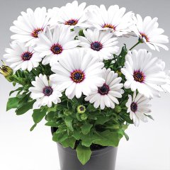 Osteospermum Basket Pure White Bodrum Papatyası Fidesi-3 Adet