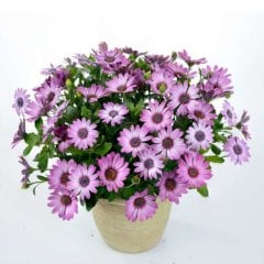 Rose Bicolor Pembe Bodrum Papatyası Fidesi-3 Adet