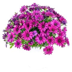 Osteospermum Purple Mor Bodrum Papatyası Çiçeği Fidesi-3 Adet