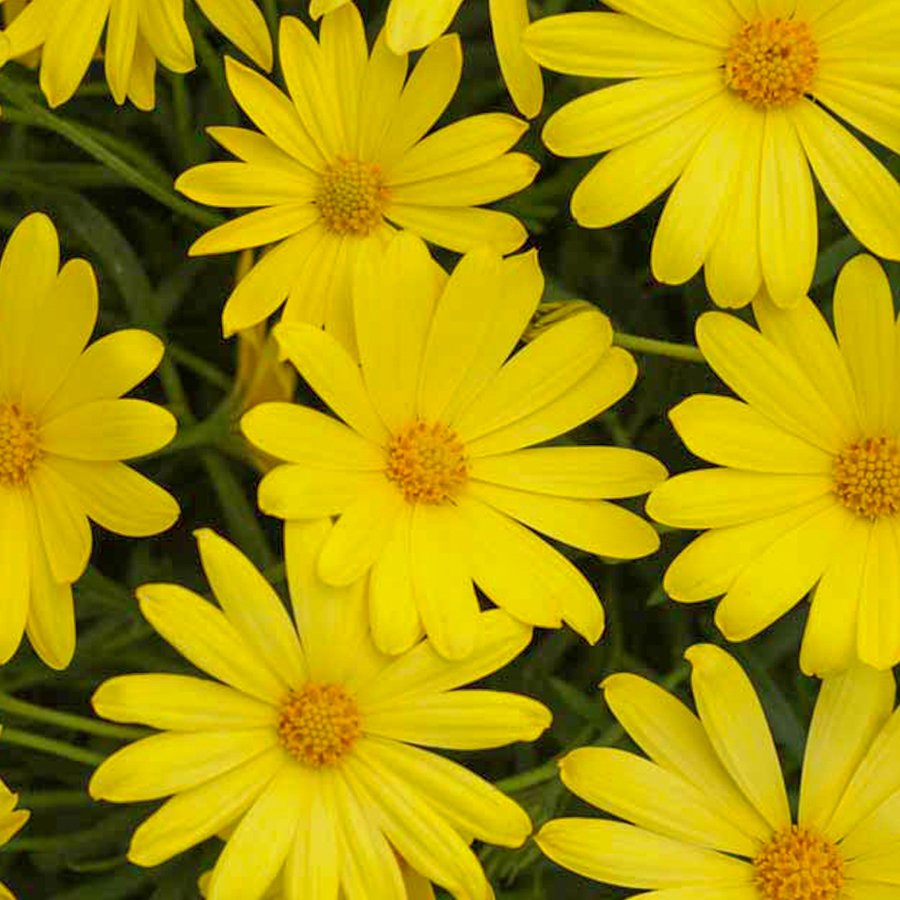 Osteospermum Yellow Sarı Bodrum Papatyası Çiçeği Fidesi-3 Adet