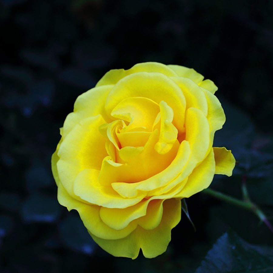 Tüplü Yediveren Lemon Pompon Gül Fidanı