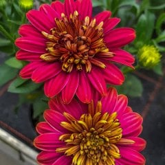 Osteospermum Double Red Bodrum Papatyası Çiçeği Fidesi-3 Adet
