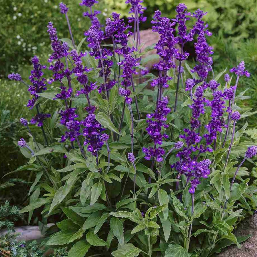 Salvia Farinacea Mavi Adaçayı Çiçeği Fidesi-3 Adet