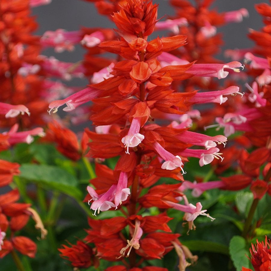 Salvia Gigantismo Pink Lipstick Ateş Çiçeği Fidesi-3 Adet
