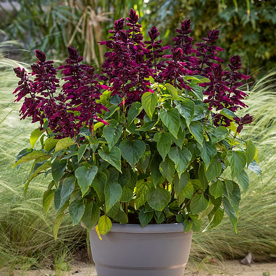 Salvia Gigantismo Purple Mor Ateş Çiçeği Fidesi-3 Adet
