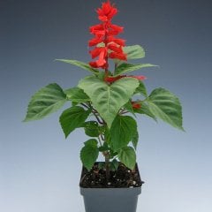 Salvia Kırmızı Adaçayı Ateş Çiçeği Fidesi-3 Adet