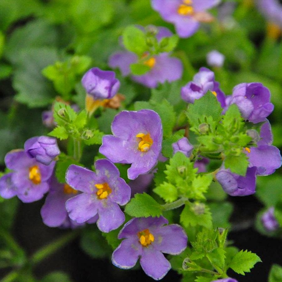 Sturea Diffusa Baristo Giga Blue (Mavi) Bacopa Çiçeği Fidesi-3 Adet