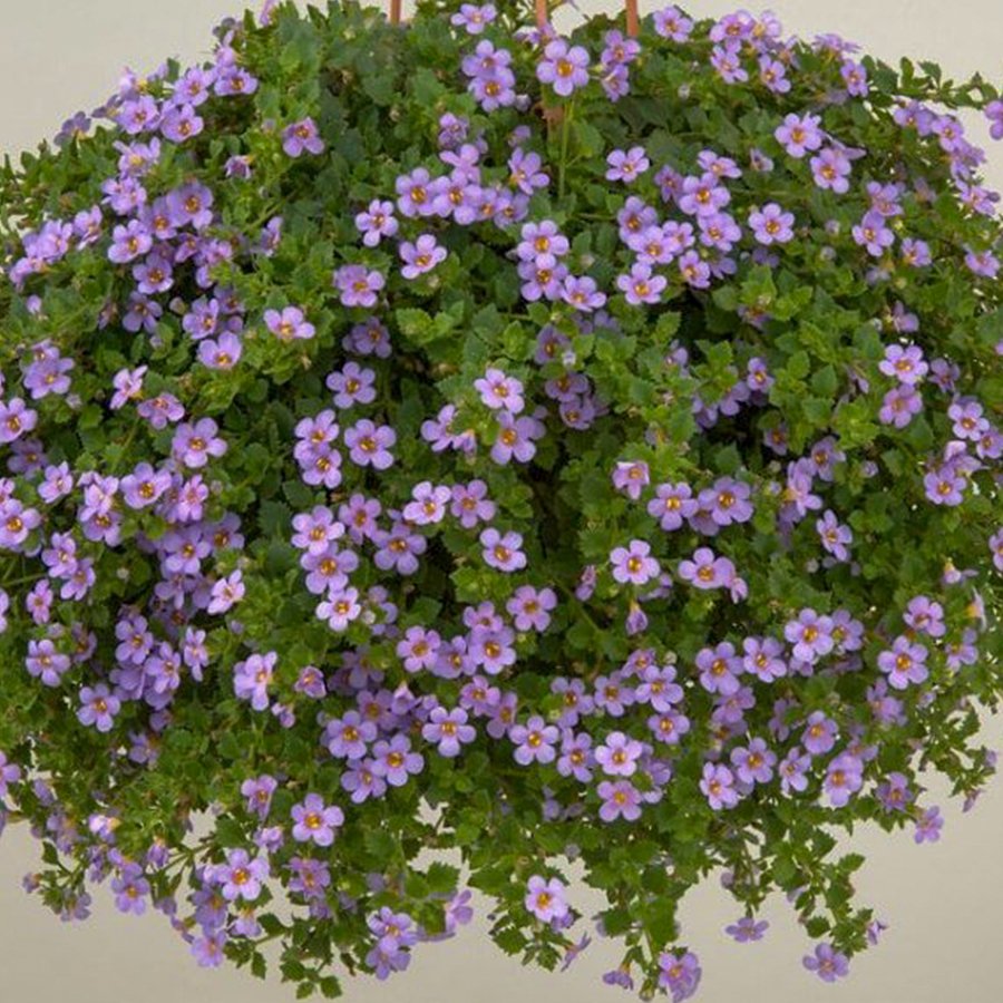 Sturea Diffusa Baristo Giga Rose Pembe Bacopa Çiçeği Fidesi-3 Adet