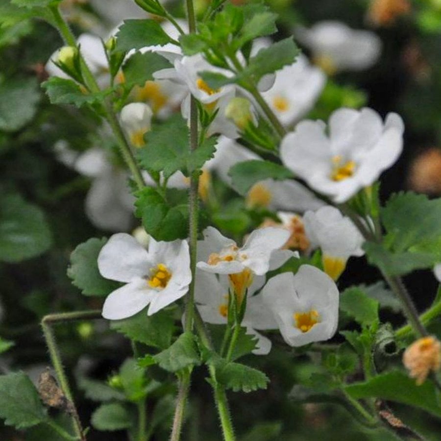 Sturea Baristo Giga White (Beyaz) Bacopa Çiçeği Fidesi-3 Adet