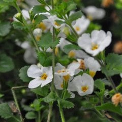 Sturea Baristo Giga White (Beyaz) Bacopa Çiçeği Fidesi-3 Adet