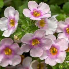 Sturea Baristo Giga Pink Eye Bacopa Çiçeği Fidesi-3 Adet
