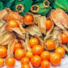 Çok Şifalı Yer Kirazı Altın Çilek Fidesi-6 Adet