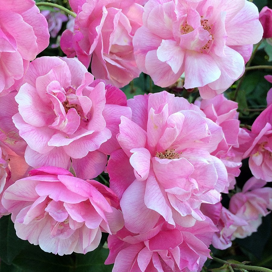 Tüplü Yediveren Pembe Ponpon Gül Fidanı (30-50 cm Bambulu)