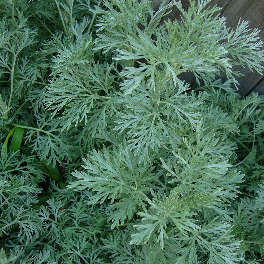 Artemisia Arborescens Pelin Otu (Kola Aromalı) Fidesi-2 Adet