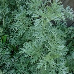 Artemisia Arborescens Pelin Otu (Kola Aromalı) Fidesi-2 Adet