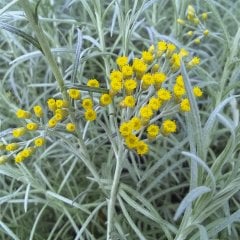 Helichrysum angustifolium Köri Ölümsüzlük Otu Fidesi-2 Adet