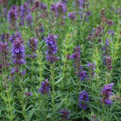 Hyssopus Officinalis Çördük Züfa Otu Fidesi-2 Adet