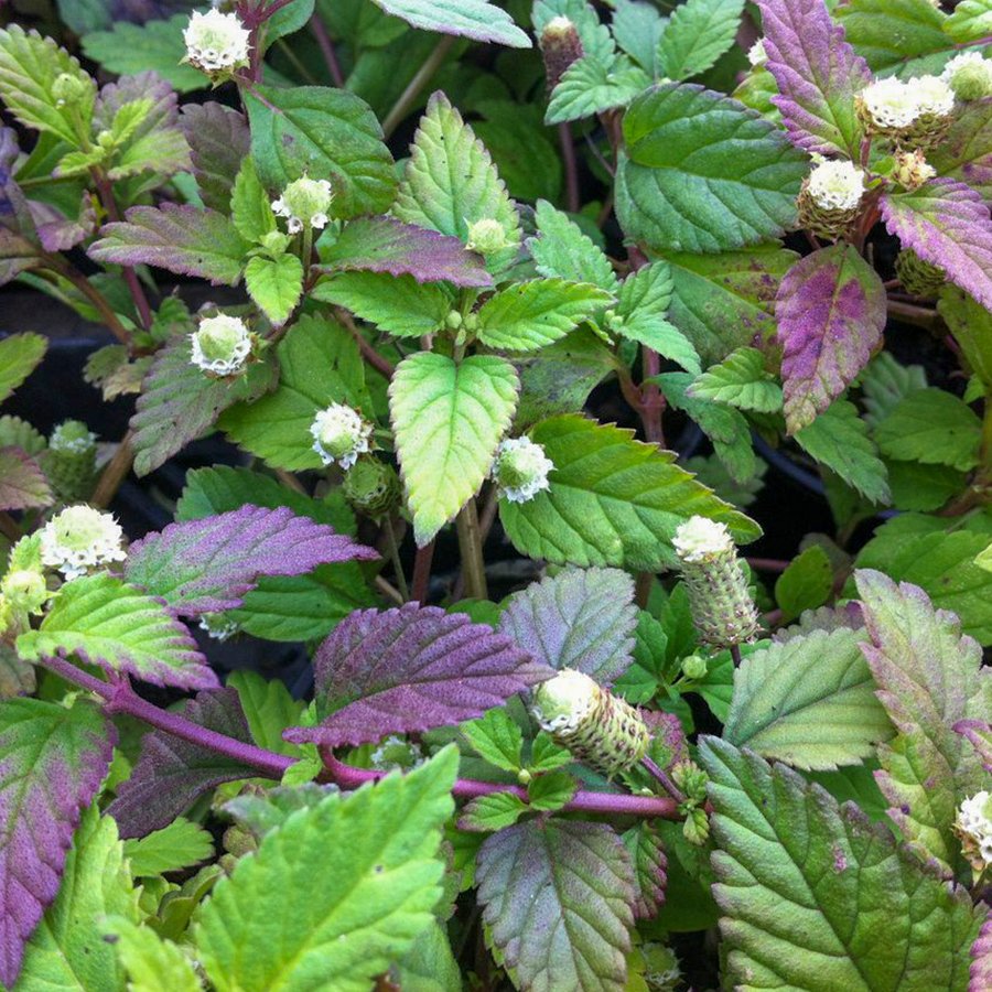 Lippia Dulcis Şeker Gibi Tatlı Nane Fidesi-2 Adet