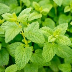 Limon Aromalı Melisa Oğul Otu Fidesi-3 Adet