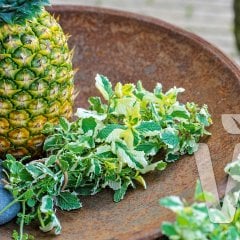 Mentha suaveolens Pinedo Ananas Nane Fidesi-2 Adet
